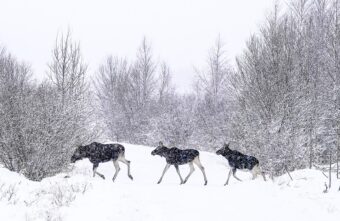В Тверской области осудили убийцу четырёх лосих В Тверской области осудили убийцу четырёх лосих