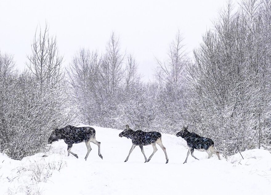 В Тверской области осудили убийцу четырёх лосих