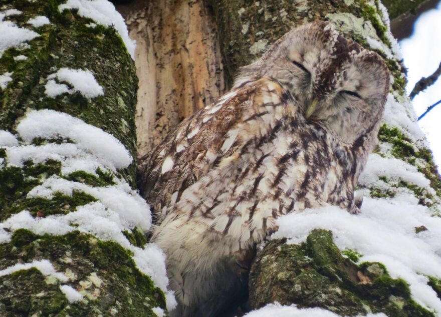 Вдова Маня под Тверью опять собралась замуж