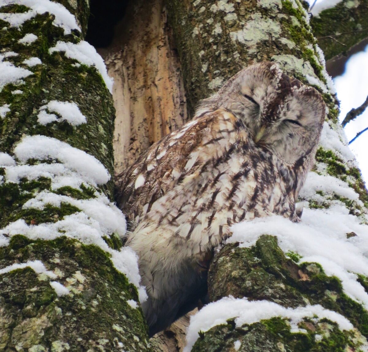 Вдова Маня под Тверью опять собралась замуж