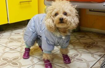 В Твери собачка обожгла лапы во время прогулки В Твери собачка обожгла лапы во время прогулки