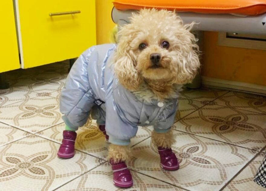 В Твери собачка обожгла лапы во время прогулки