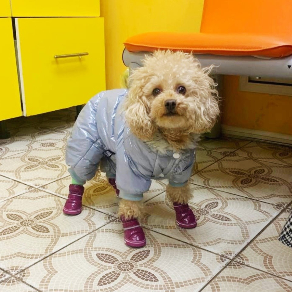 В Твери собачка обожгла лапы во время прогулки