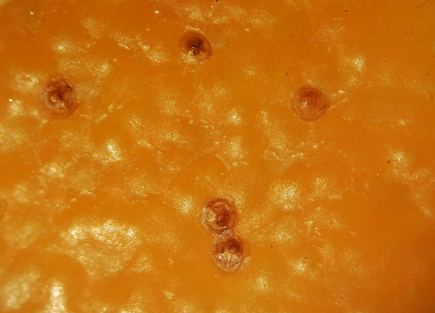 Специалисты Тверской испытательной лаборатории нашли в апельсинах красную померанцевую щитовку