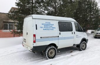 После несчастного случая в Тверской области проводят отлов бездомных собак После несчастного случая в Тверской области проводят отлов бездомных собак