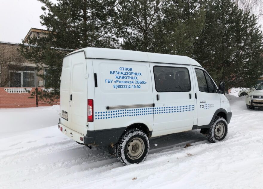 После несчастного случая в Тверской области проводят отлов бездомных собак