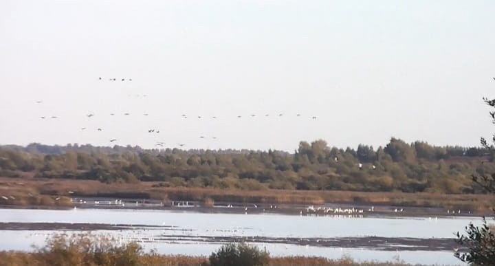 Удивительное явление: больше 100 южных цапель заметили в Тверской области