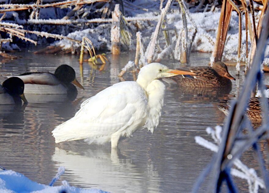 Жители Твери переживают за судьбу белоснежной чудо-цапли