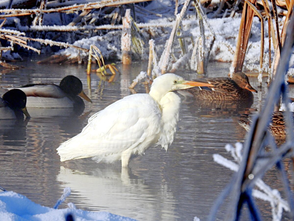 Жители Твери переживают за судьбу белоснежной чудо-цапли