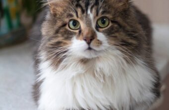 Тверской кот-путешественник вернулся к своей хозяйке спустя полгода