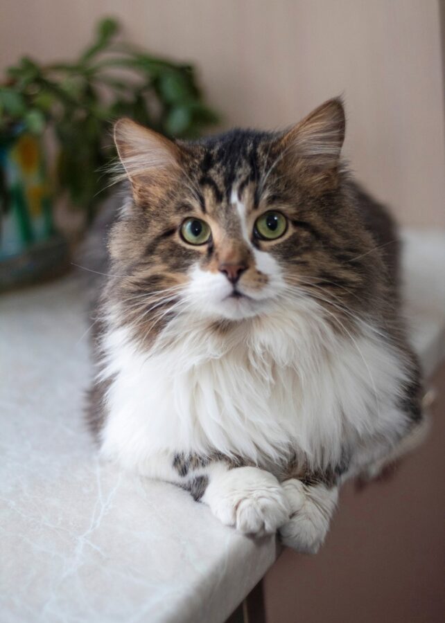 Тверской кот-путешественник вернулся к своей хозяйке спустя полгода