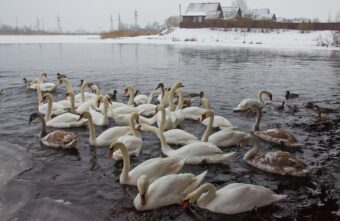 Это просто чудо: на реке Торопе в Тверской области зимует стая лебедей Это просто чудо: на реке Торопе в Тверской области зимует стая лебедей