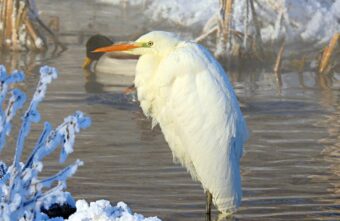 Птица из Красной книги позировала жительнице Тверской области