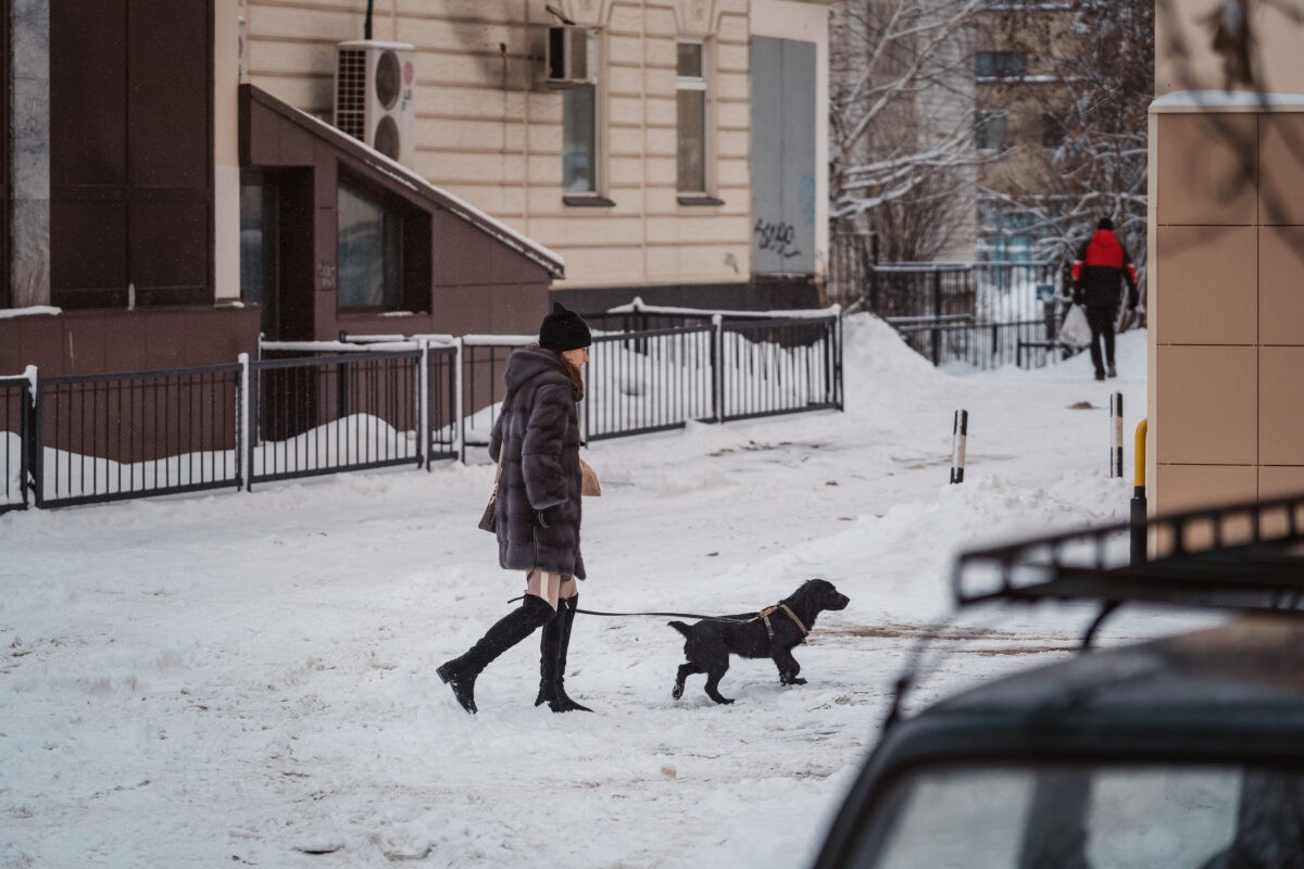 Жителям Тверской области рассказали, как подготовить собаку к встрече с  гостями | ТОП Тверь новости