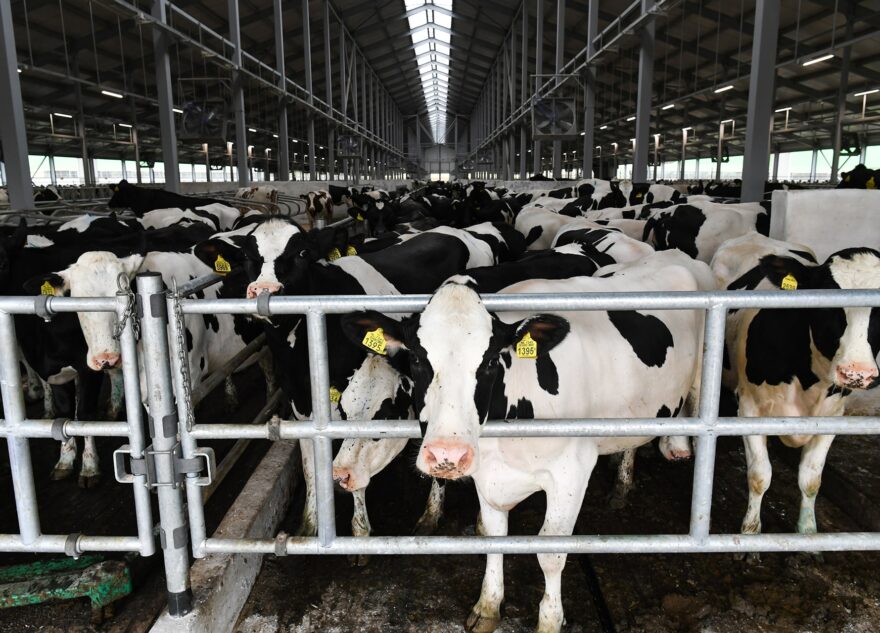 Больше 190 тысяч тонн молока произвели в Тверской области в 2023 году