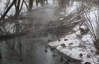 На ручье в Твери несколько месяцев гибнут утки На ручье в Твери несколько месяцев гибнут утки