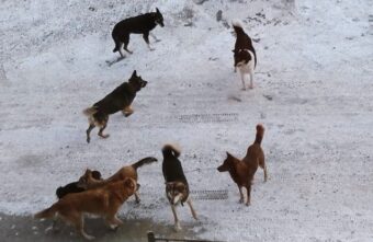 Жители города в Тверской области боятся выходить на улицу из-за собачьей стаи Жители города в Тверской области боятся выходить на улицу из-за собачьей стаи