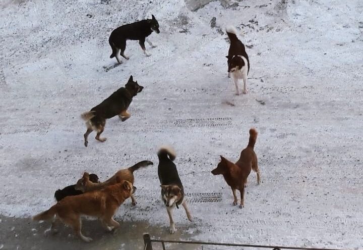 Жители города в Тверской области боятся выходить на улицу из-за собачьей стаи