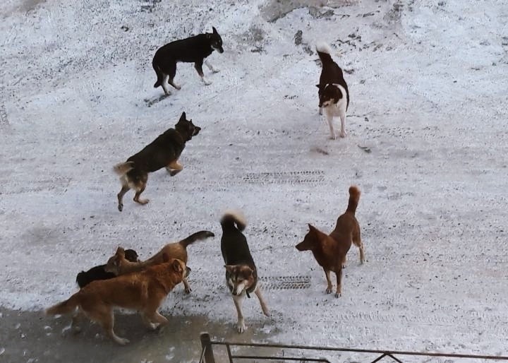 Жители города в Тверской области боятся выходить на улицу из-за собачьей стаи