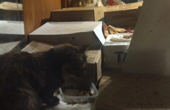 В Тверской области ищут дом для питомцев погибшей кошатницы