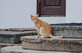 В Тверской области наказали мужчину, который насмерть избил кошку В Тверской области наказали мужчину, который насмерть избил кошку
