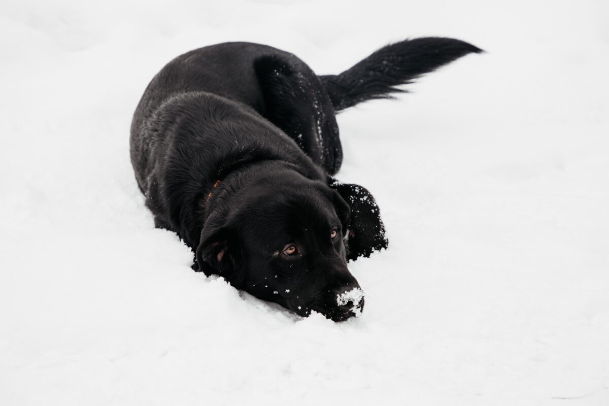 После нападения собаки на 7-летнюю девочку в Тверской области возбудили уголовное дело