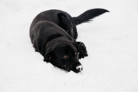 Жителей Тверской области призвали помогать бездомным животным во время морозов Жителей Тверской области призвали помогать бездомным животным во время морозов