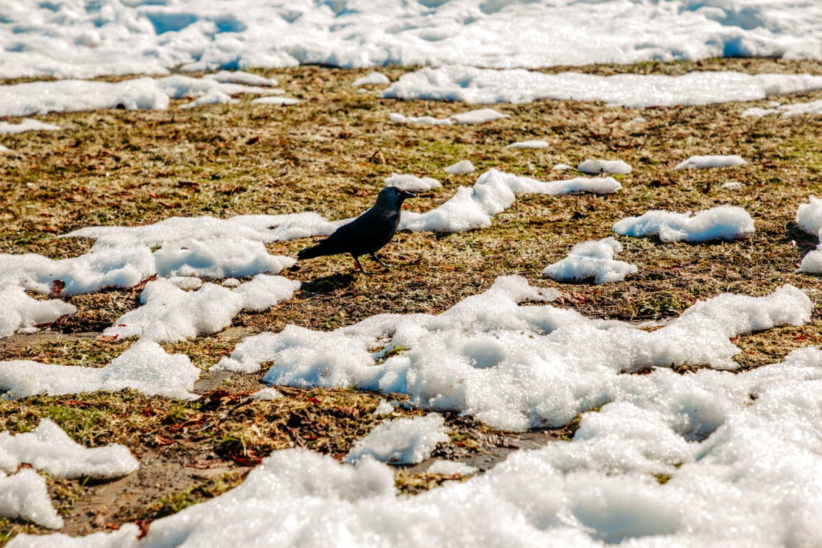 Синоптики рассказали о резком потеплении в Тверской области