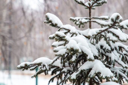 Синоптики рассказали, когда в Тверской области вновь похолодает