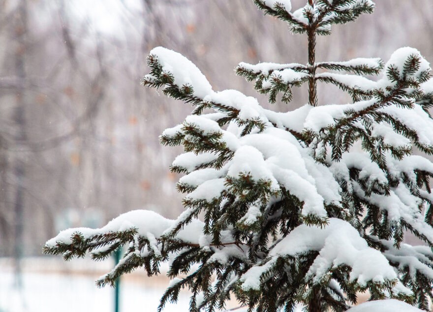 Синоптики рассказали, когда в Тверской области вновь похолодает