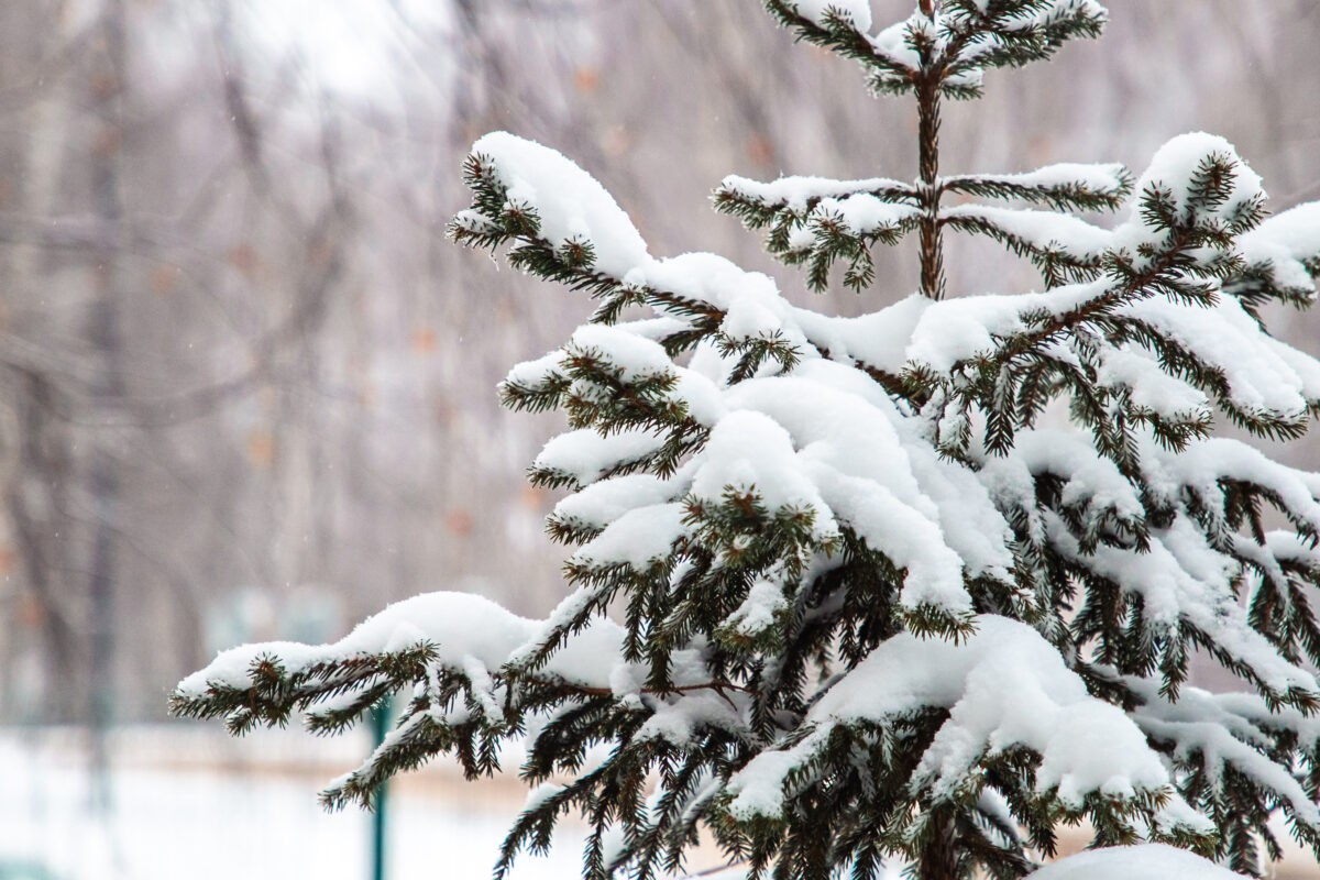 Синоптики рассказали, когда в Тверской области вновь похолодает