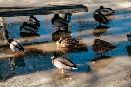 Синоптики рассказали, сколько продлится сильная оттепель в Тверской области