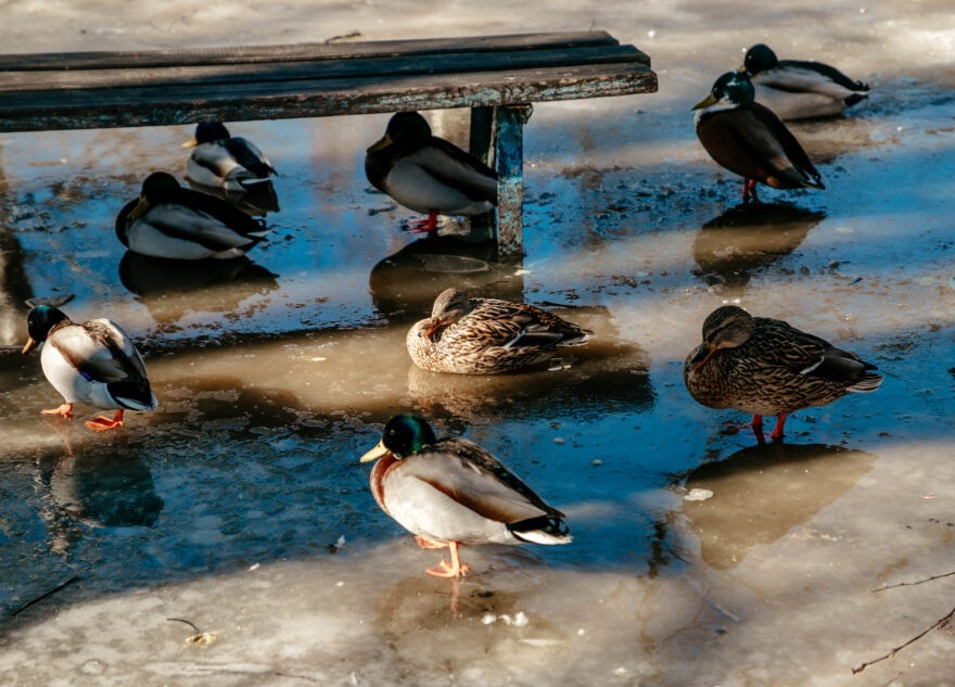 Синоптики рассказали, сколько продлится сильная оттепель в Тверской области