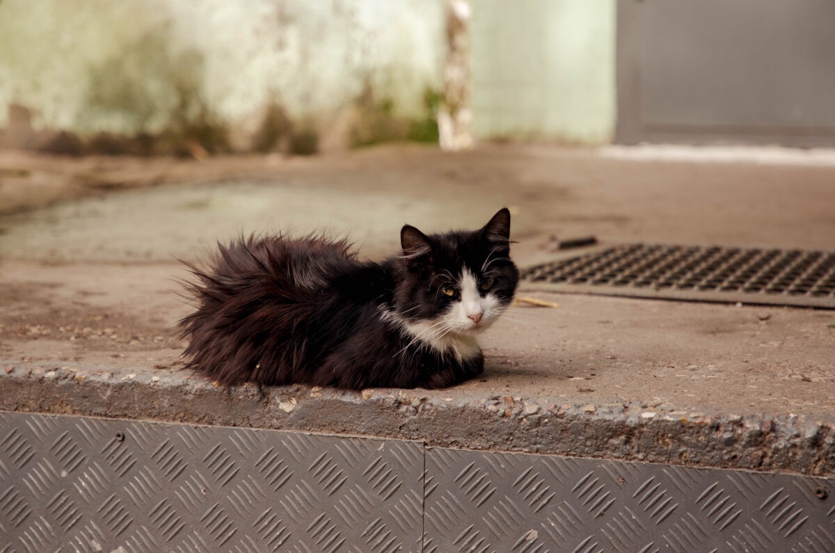 Пожилая жительница Тверской области наказана за бездушное убийство котёнка