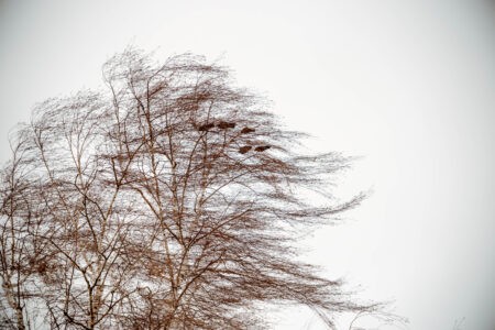 МЧС Тверской области предупреждает об усилении ветра