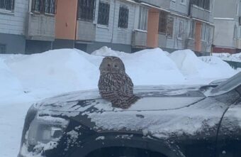 В Тверской области сова пожелала доброго утра местным жителям