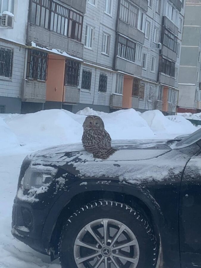 В Тверской области сова пожелала доброго утра местным жителям