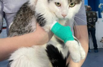 Жители Тверской области спасли сбитую машиной кошку