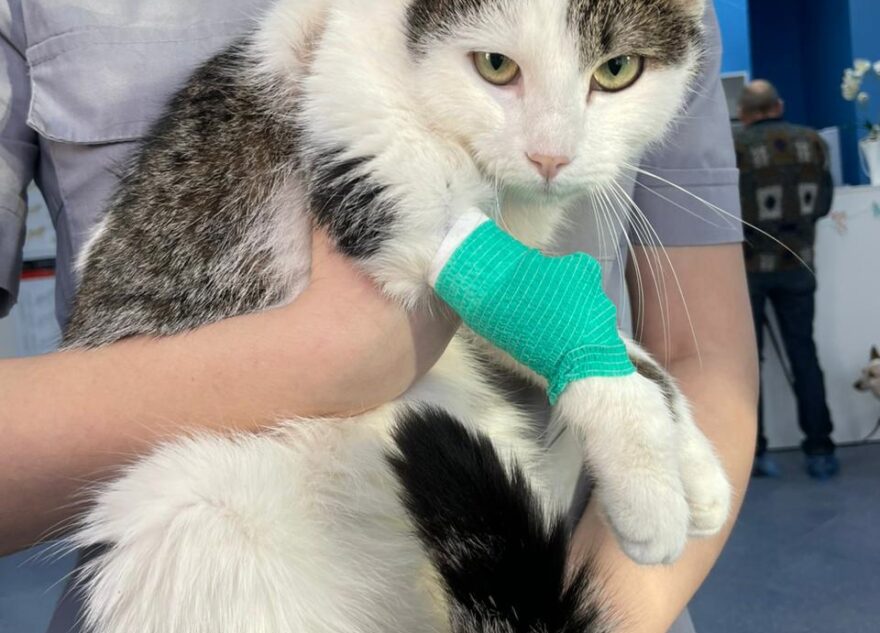 Жители Тверской области спасли сбитую машиной кошку