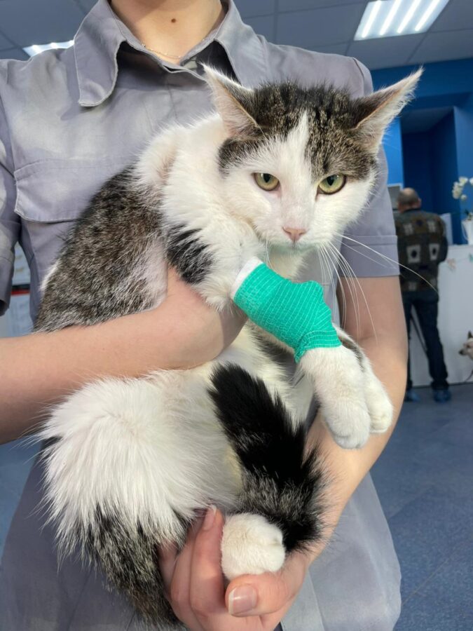 Жители Тверской области спасли сбитую машиной кошку