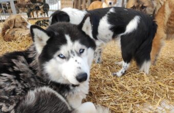 В Твери пройдёт благотворительный концерт в помощь бездомным животным