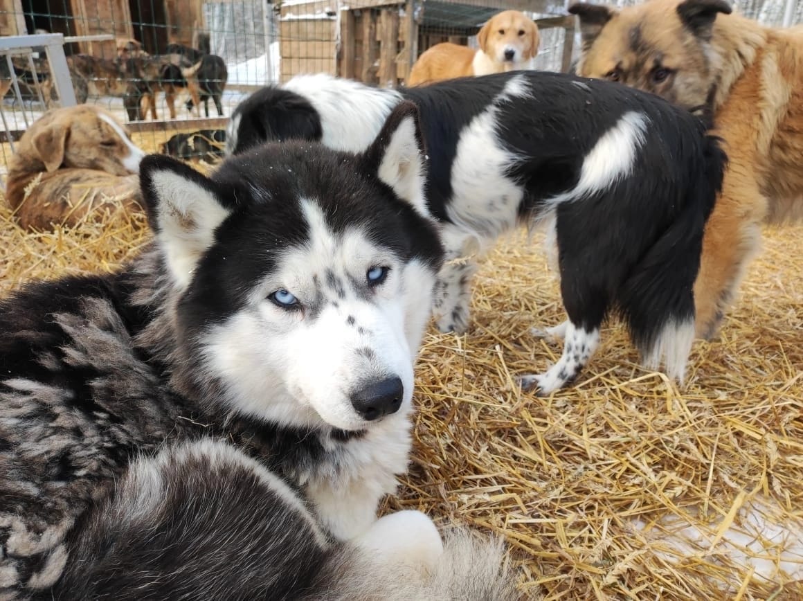 В Твери пройдёт благотворительный концерт в помощь бездомным животным