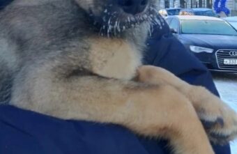 В Твери щенка оставили на верную смерть на морозе