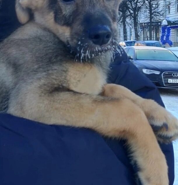 В Твери щенка оставили на верную смерть на морозе