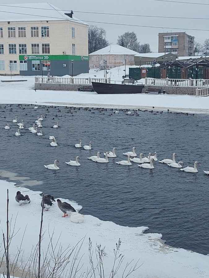 Это просто чудо: на реке Торопе в Тверской области зимует стая лебедей