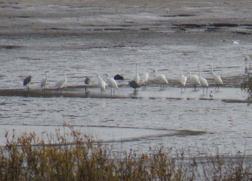 Удивительное явление: больше 100 южных цапель заметили в Тверской области