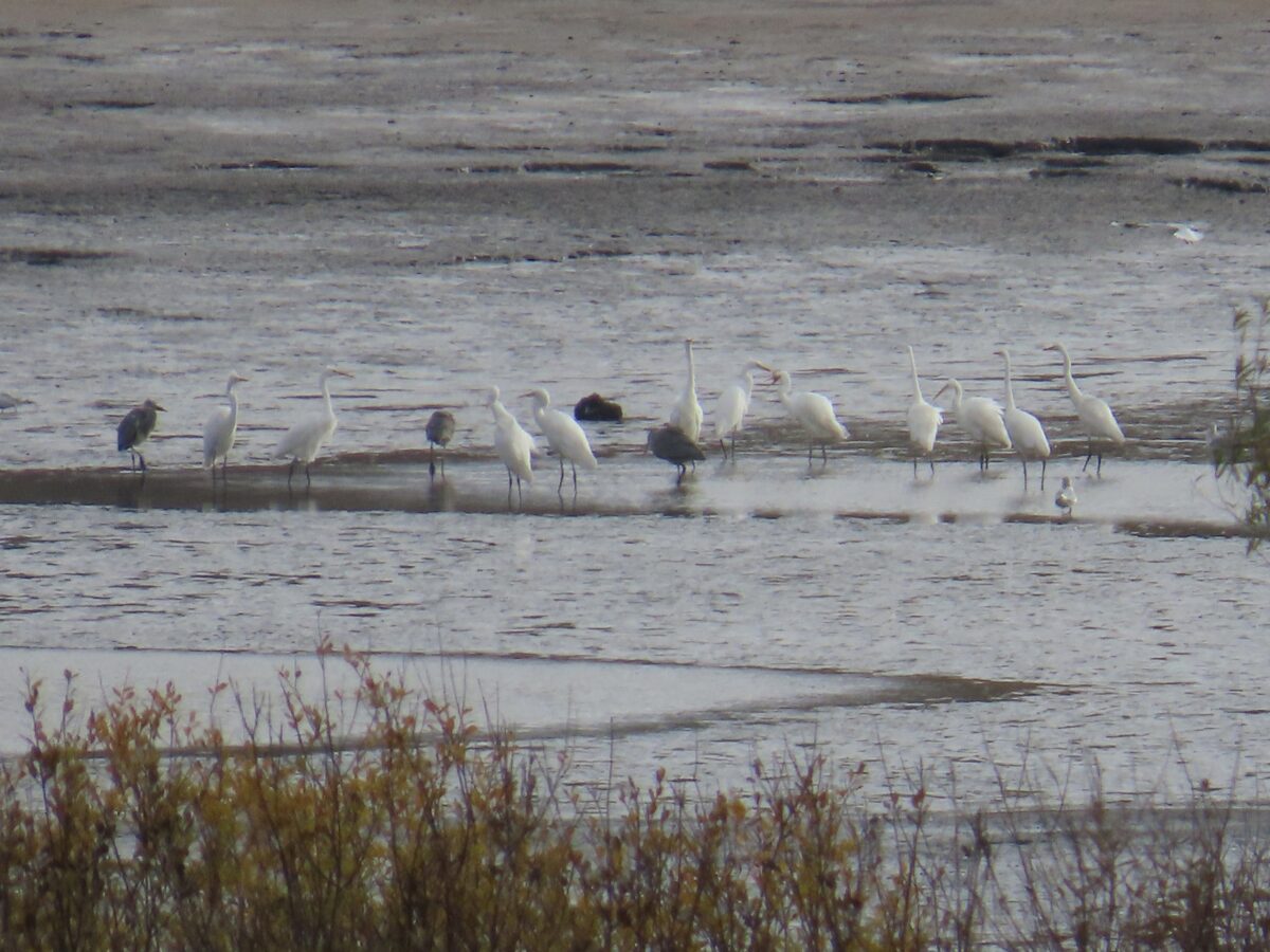 Удивительное явление: больше 100 южных цапель заметили в Тверской области