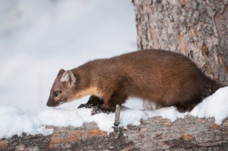 В Тверской области спасли куницу, которую хотели удушить газом В Тверской области спасли куницу, которую хотели удушить газом