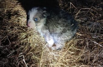 Под Тверью успели спасти от морозов одного щенка из шести Под Тверью успели спасти от морозов одного щенка из шести