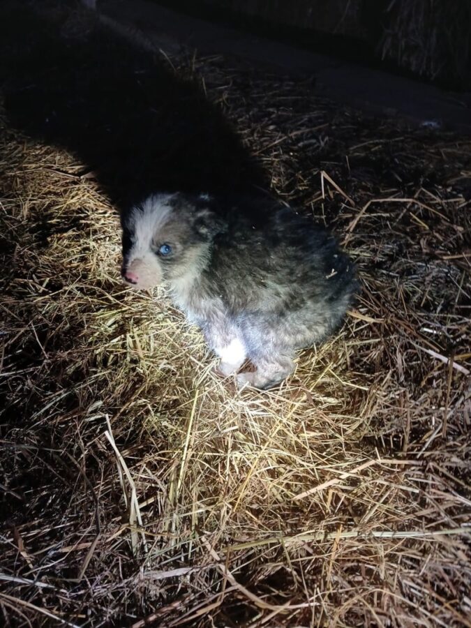 Под Тверью успели спасти от морозов одного щенка из шести